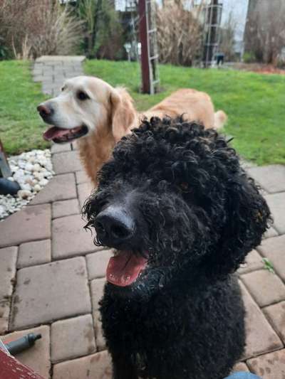 Bester Freund, Hundekumpel - zeigt her!-Beitrag-Bild