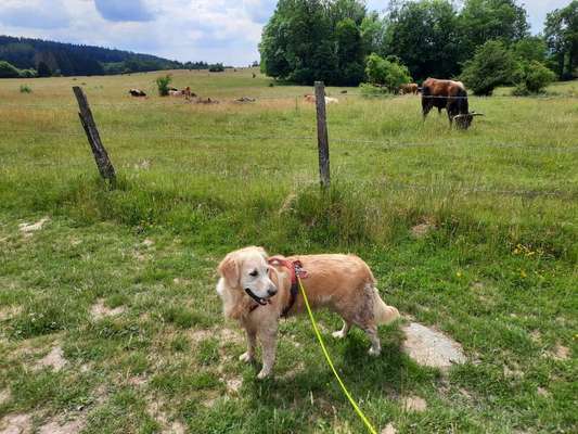 Die Dogorama Kalender Challenge Teil 3/4-Beitrag-Bild