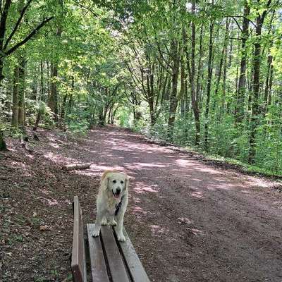 aktuelles Foto Gruppe Golden Retriever