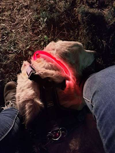 Dogorama Photo Challenge - Licht-Beitrag-Bild