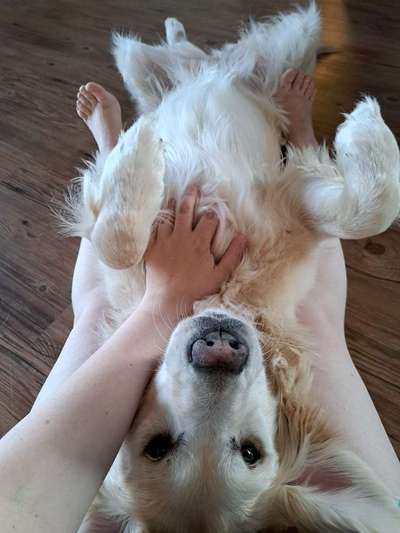 Dogorama Photo Challenge - Zeigt her eure Bäuche-Beitrag-Bild