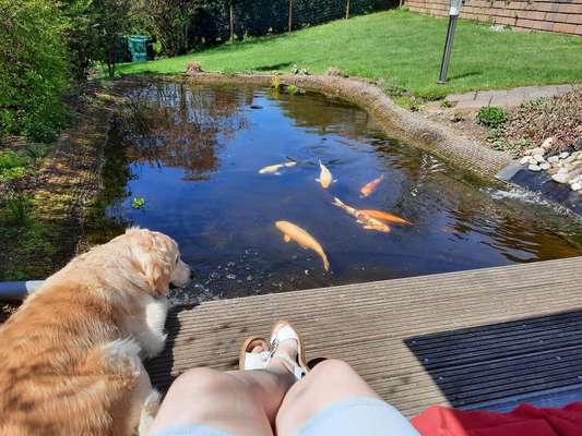 Dogorama-Monats-Challenge-Mai "Wasser"-Beitrag-Bild