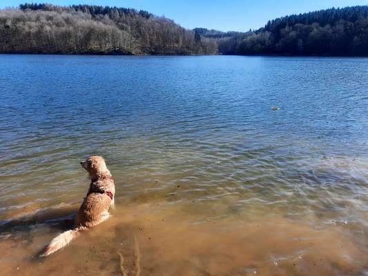 Hunde im Urlaub-Beitrag-Bild