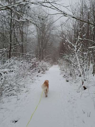 Dogorama Photo Challenge - Winterstimmung-Beitrag-Bild