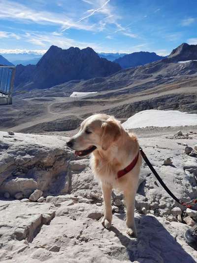 Hunde im Urlaub-Beitrag-Bild