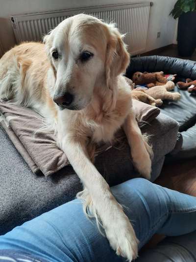 Dogorama Foto Challenge - Erwischt-Beitrag-Bild