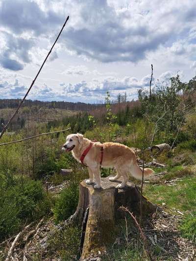 Dogorama Photo Challenge - Mein Holz und ich-Beitrag-Bild