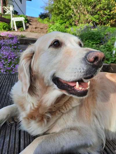 Lieblingsbild von euren Hunden?-Beitrag-Bild