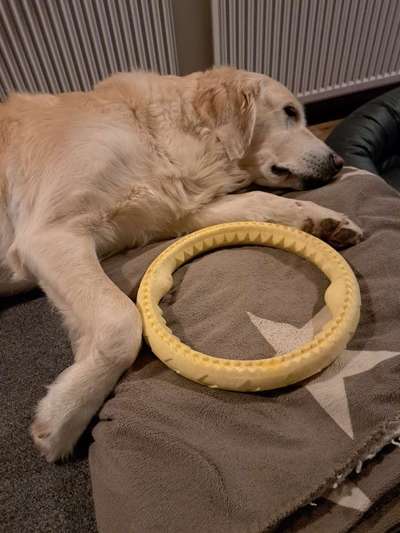 Dogorama Photo Challenge - Rund-Beitrag-Bild