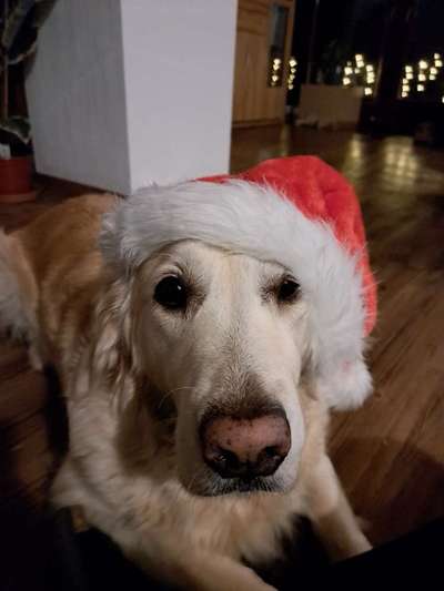 Dogorama Photo Challenge - Festliches Accessoires-Beitrag-Bild