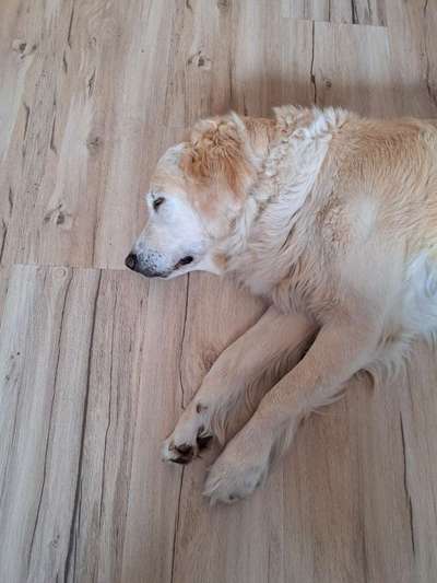 Dogorama Photo Challenge - Versteckspiel-Beitrag-Bild