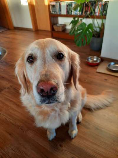 Wo sind die Golden Retriever Liebhaber?-Beitrag-Bild
