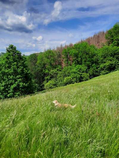 Die Dogorama Monats Challenge "Es grünt und blüht"-Beitrag-Bild