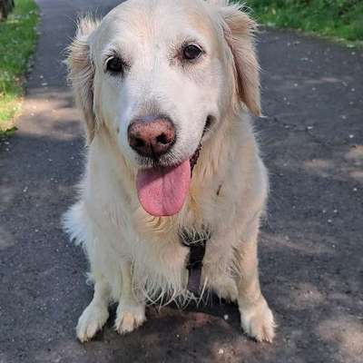aktuelles Foto Gruppe Golden Retriever