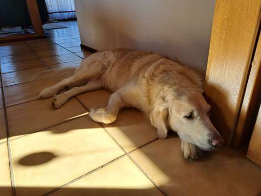 Dogorama Photo Challenge - Frühjahrsmüdigkeit-Beitrag-Bild