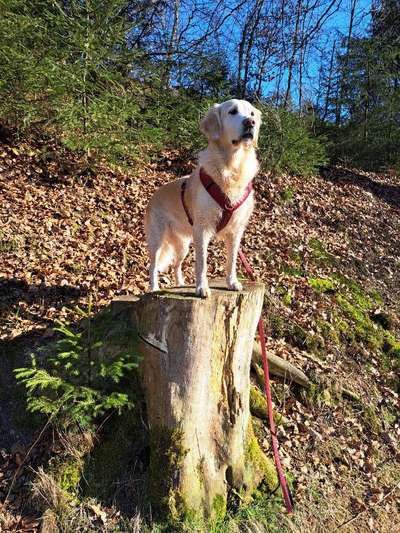 Dogorama Photo Challenge - TV Hund-Beitrag-Bild