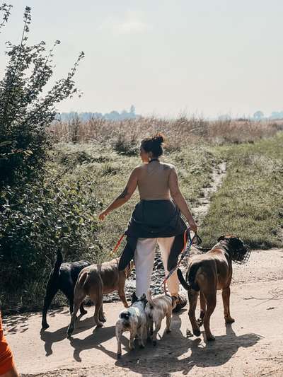 Hundetreffen-Leinenführigkeitskurs | 4 Wochen-Bild