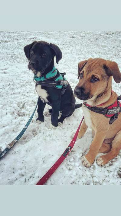 Wo sind meine Labrador Freunde-Beitrag-Bild