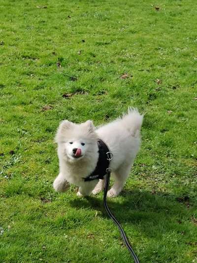 Die Dogorama Monats Challenge "Es grünt und blüht"-Beitrag-Bild