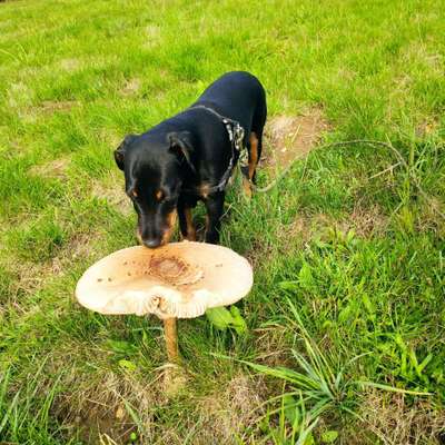 Dogorama Photo Challenge - Pilze-Beitrag-Bild