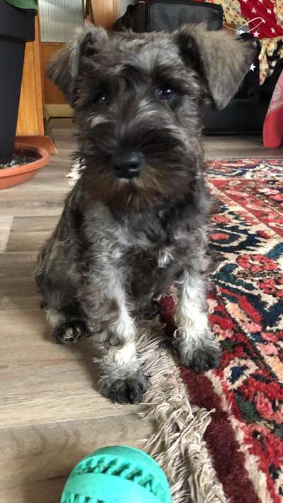 Zwergschnauzer gesucht-Beitrag-Bild