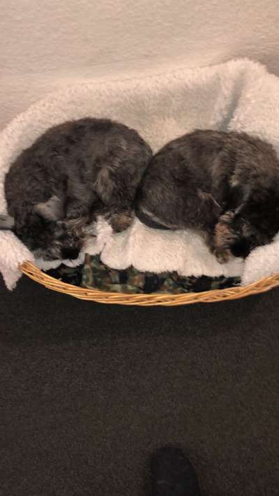 Zwergschnauzer gesucht-Beitrag-Bild