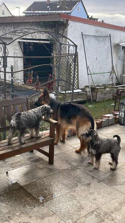 Hunderunde-Beitrag-Bild