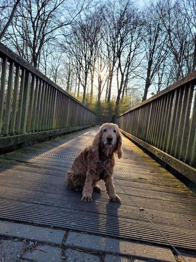 Dogorama Photo Challenge - Brücken-Beitrag-Bild