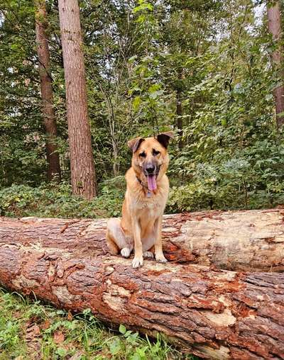 Hundetreffen-Hundefreunde Nähe Frellstedt gesucht-Bild