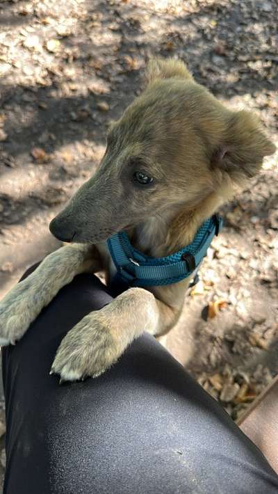 Hundetreffen-Play dates gemeinsames Spielen-Bild