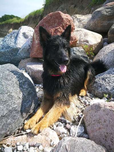 Die Dogorama Kalender Challenge Titelbild-Beitrag-Bild