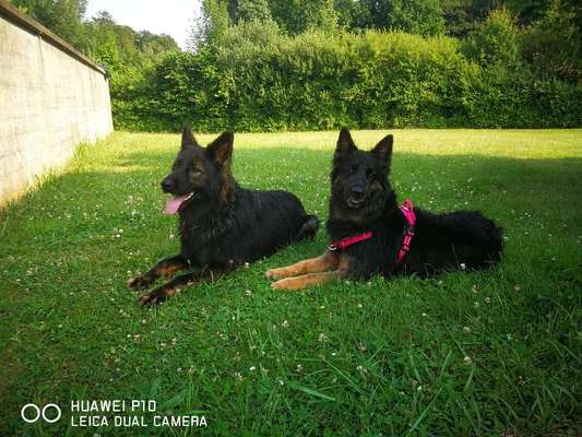 Schäferhund-Beitrag-Bild