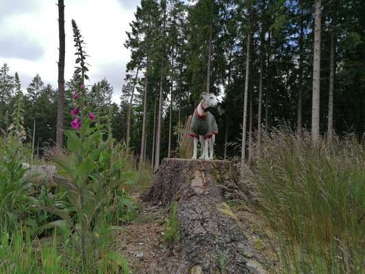 Whippet-Beitrag-Bild