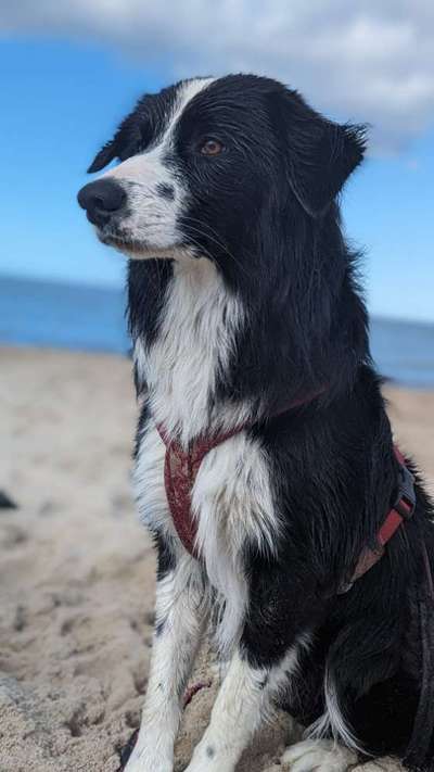 Hundetreffen-Junghunde Spielen und Gehorsam-Bild