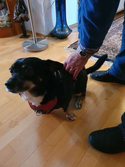 Tierschutzhunde suchen ein Zuhause-Beitrag-Bild