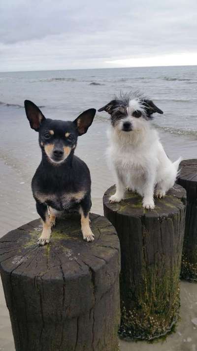 Dogorama Photo Challenge - Tierischer Urlaub-Beitrag-Bild