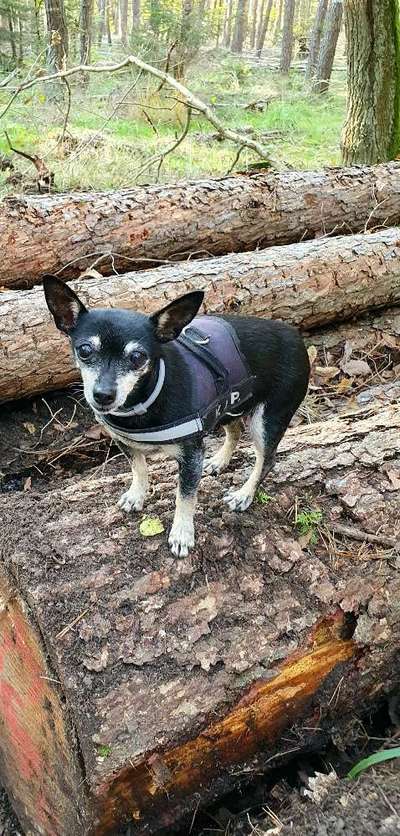 Unsere Fellnasen im Regenbogenland-Beitrag-Bild