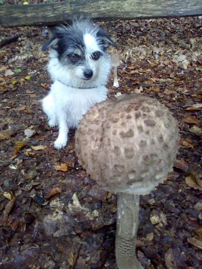 Dogorama Photo Challenge - Rund-Beitrag-Bild