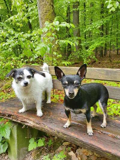 Wald Bild-Beitrag-Bild