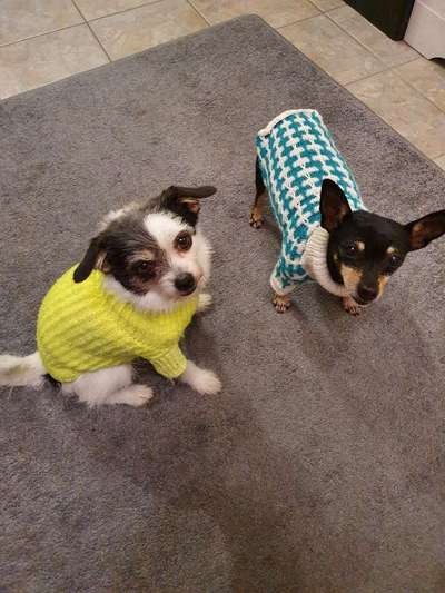 Hundekleidung - Top oder Flop-Beitrag-Bild