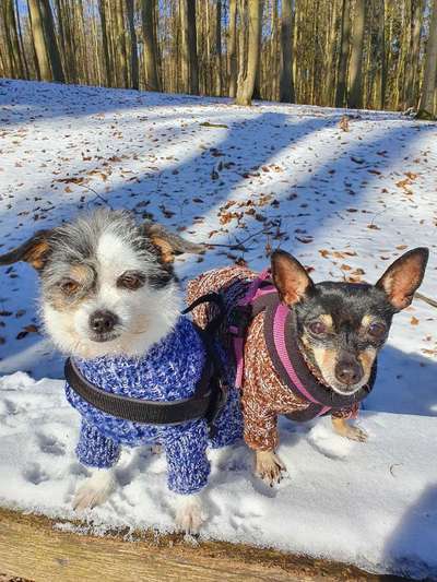 Zeigt mal die schönsten Bilder von euren Hunden !-Beitrag-Bild