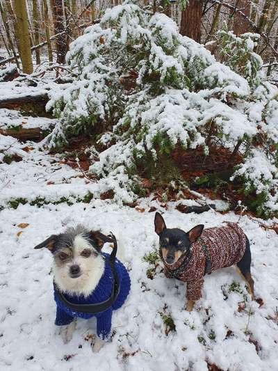 eure Spitznamen für die Vierbeiner-Beitrag-Bild
