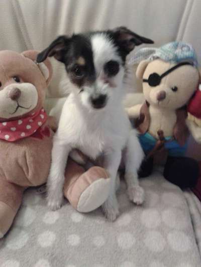 Welpen Bilder !-Beitrag-Bild