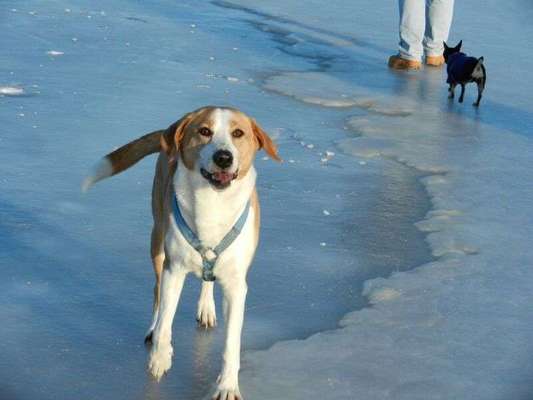 Dogorama Photo Challenge - Es wird nochmal kalt!-Beitrag-Bild