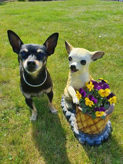 Dogorama Photo Challenge - Der Frühling kommt-Beitrag-Bild