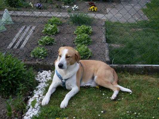 Unsere Fellnasen im Regenbogenland-Beitrag-Bild