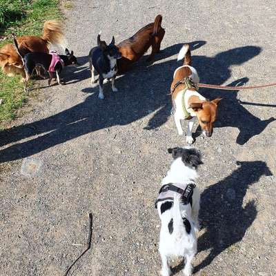 Hundetreffen-Kleine Hunde-Treffen in Pohlheim-Bild