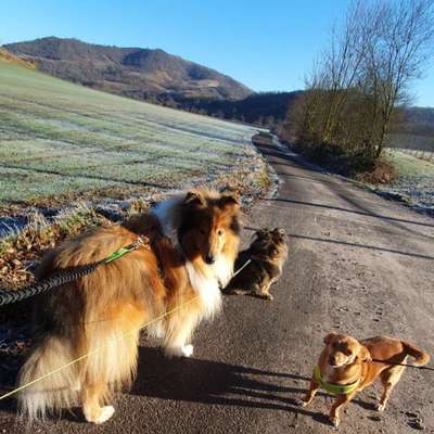 Hundetreffen-Gassifreunde gesucht & social walk Training-Bild