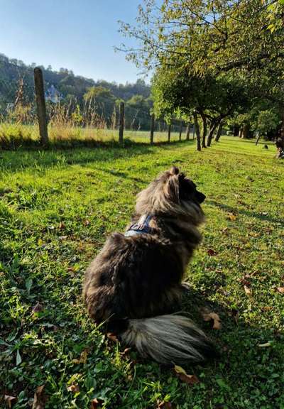 Hundetreffen-Spiel-/Trainingstreffen auf eigener Wiese, eingezäunt-Bild