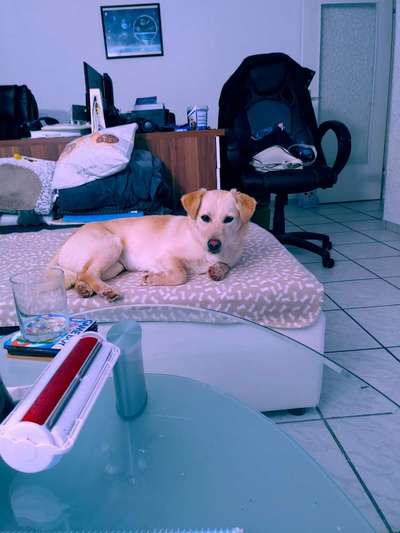 Welche Rasse könnte hier drin stecken?-Beitrag-Bild